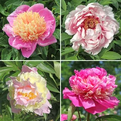 Papier peint photo Pivoines variétés de pivoines  © hcast