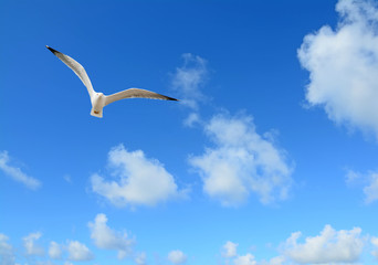 seagull flying under a blue sky