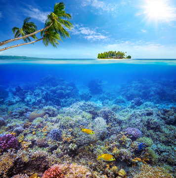 Fototapeta Rafa koralowa z ryba na tle mała wyspa. Malediwy