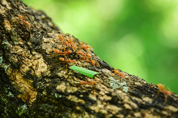 Red Ants predator