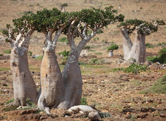 Bottle tree, adenium obesum, endemic of Socotra island