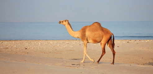 Camel on beach