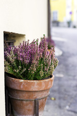 Flowers pot. Color image