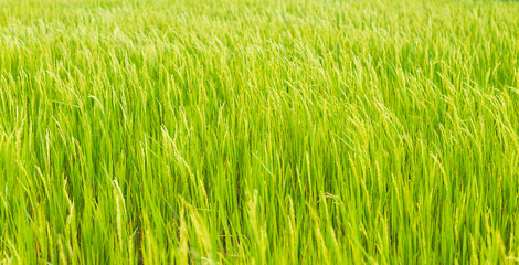 Green rice crop background