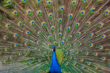 Peacock with multicolored feathers