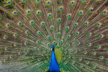 Fotobehang Peacock with multicolored feathers © master1305