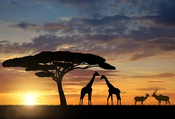 Crédence de cuisine en verre imprimé Girafe Girafes avec Kudu au coucher du soleil