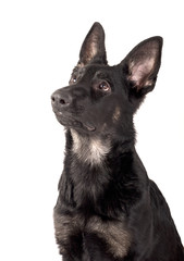 Portrait of a dog, a German Shepherd puppy