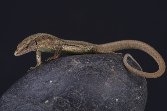 Madeira wall lizard / Teira dugesii