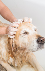 Bathing a dog Golden Retriever