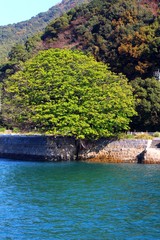 三角西港　アコウがある風景