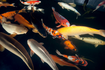 Different colorful koi fishes swimming in aquarium