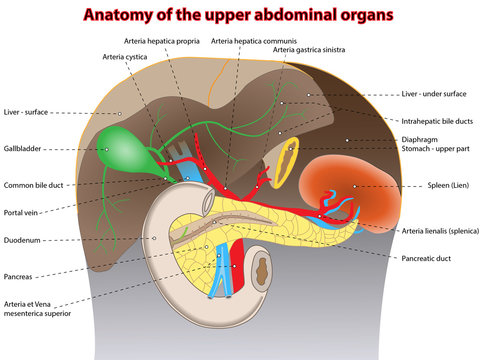 Anatomie - Organe des Oberbauches