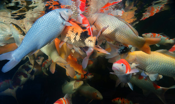 Different colorful koi fishes swimming in aquarium