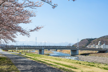 Obraz premium 桜と阿武隈川