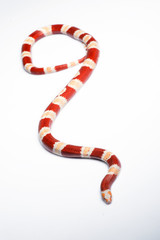 Obraz premium reptiles on white background