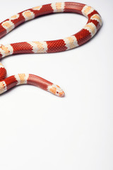 reptiles on white background