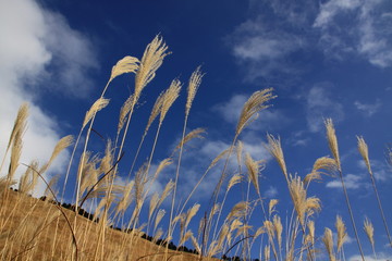 Obraz premium 秋空とすすき