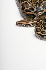 reptiles on white background