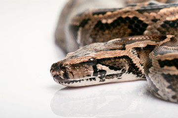 reptiles on white background