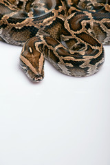 reptiles on white background