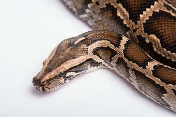 reptiles on white background