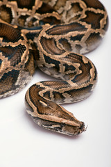 reptiles on white background
