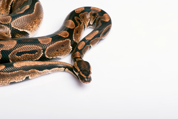 reptiles on white background