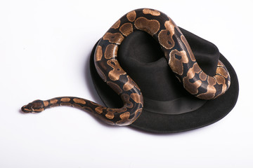 reptiles on white background