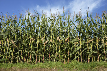 Maïs