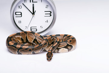 reptiles on white background