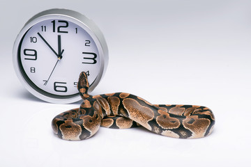 reptiles on white background