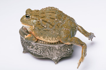 reptiles on white background