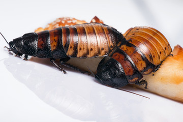 Madagascar hissing cockroach on white background