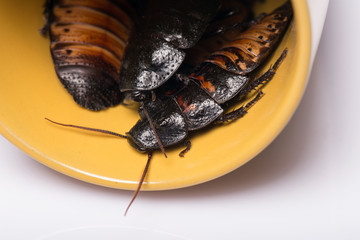 Madagascar hissing cockroach on white background