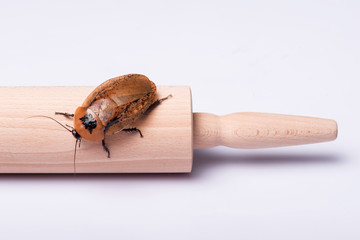 Madagascar hissing cockroach on white background