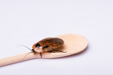 Madagascar hissing cockroach on white background