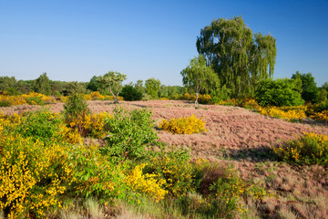 blühende Heidelandschaft