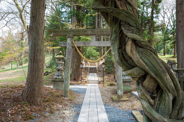 The approach to the Shirakawa shrine