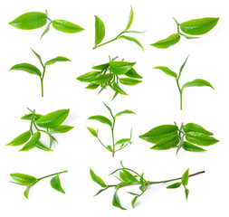 green tea leaf isolated on white background