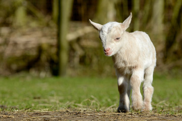 Fototapeta premium Ziege