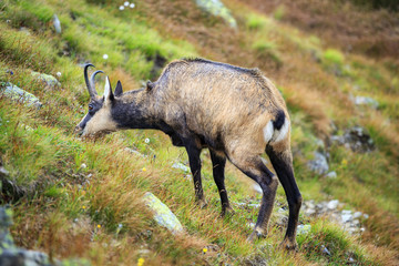 Mountain goat, Chamois