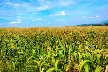 Fototapeta na wymiar Corn field with blue sky
