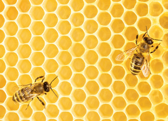 Working bees