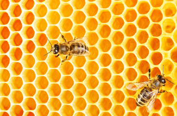Bees