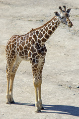 Portrait of giraffe in the nature