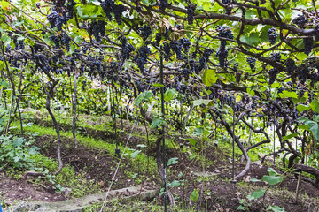 Fototapeta na wymiar Vineyards in Madeira Island