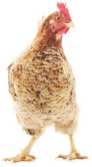 brown hen