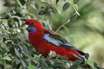 Pennantsittich (Platycercus elegans)