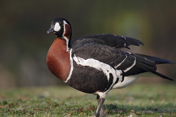 Rothalsgans (Branta ruficollis)